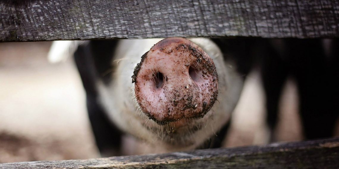 Појава Афричке куге свиња у два округа 22 afrika_svinjska_kuga