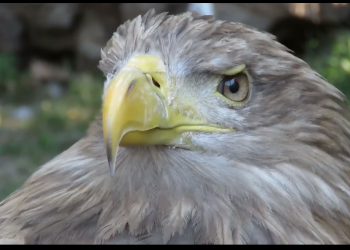 Угинула последња женка орла белорепана у Србији